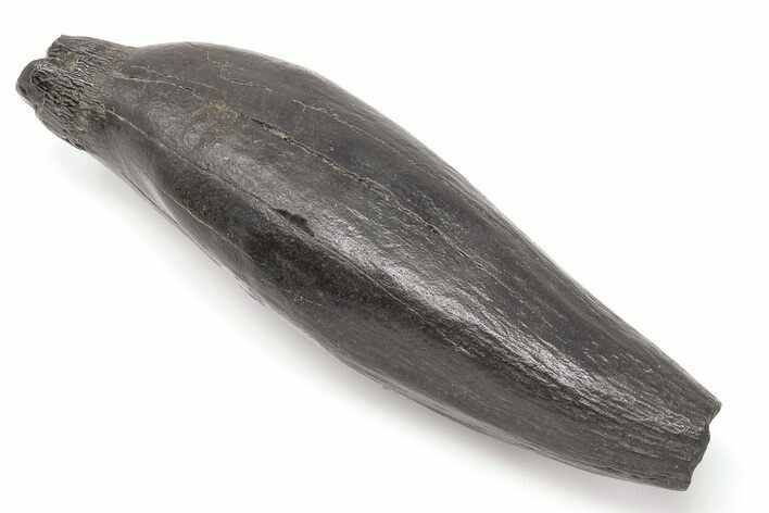 4.85" Fossil Sperm Whale (Scaldicetus) Tooth - South Carolina